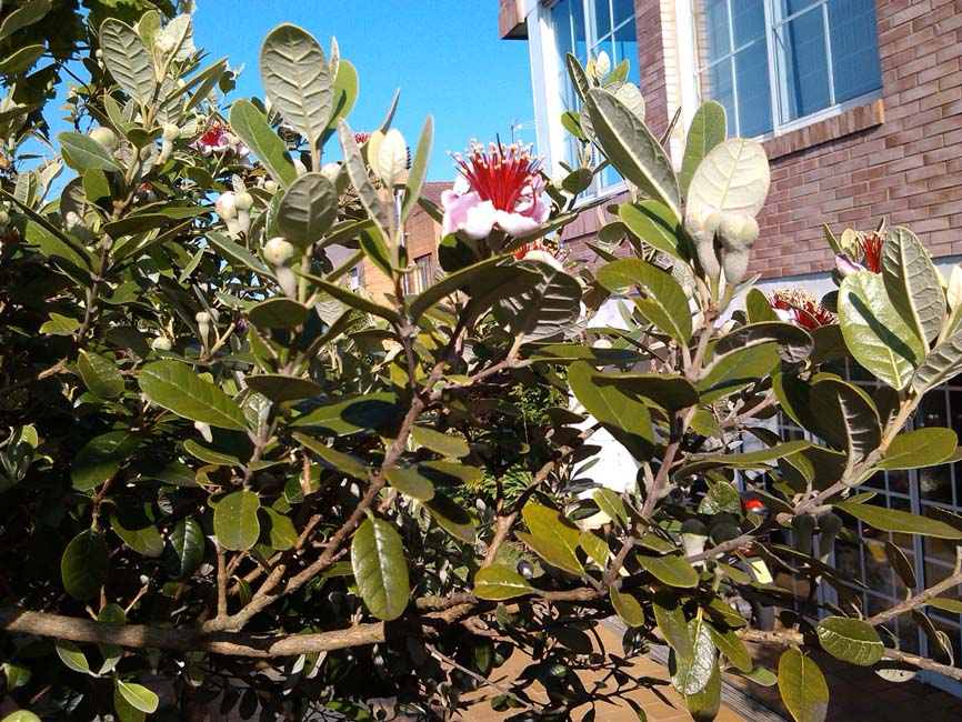 [Foto de planta, jardin, jardineria]