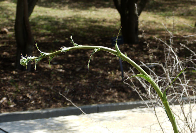 [Foto de planta, jardin, jardineria]