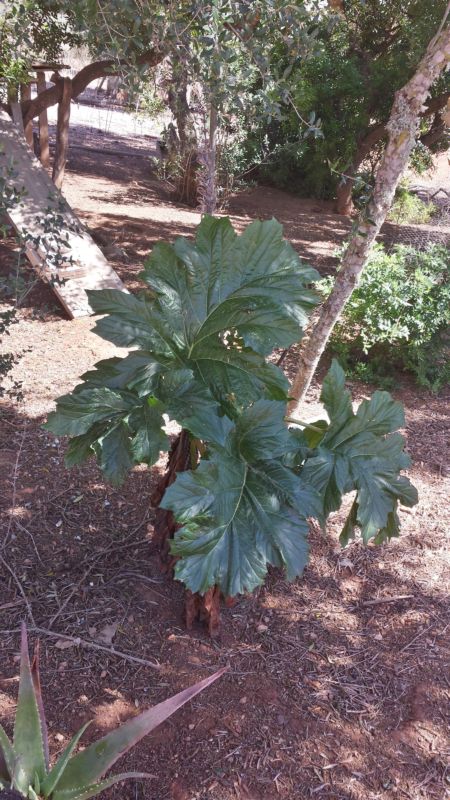 [Foto de planta, jardin, jardineria]