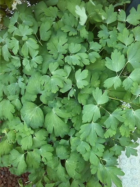 [Foto de planta, jardin, jardineria]