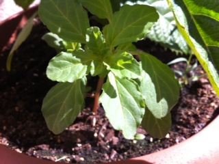 [Foto de planta, jardin, jardineria]