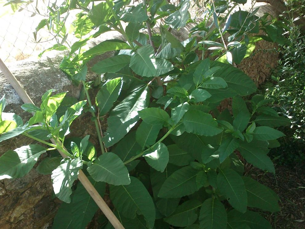 [Foto de planta, jardin, jardineria]