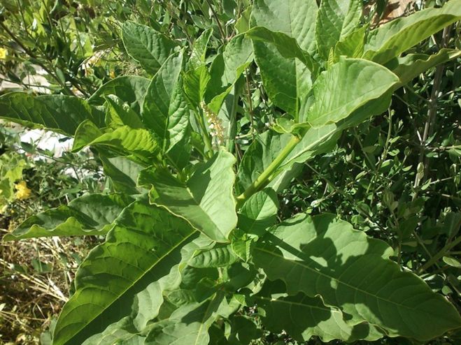 [Foto de planta, jardin, jardineria]