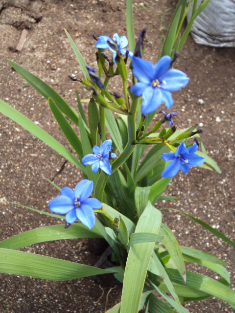 [Foto de planta, jardin, jardineria]