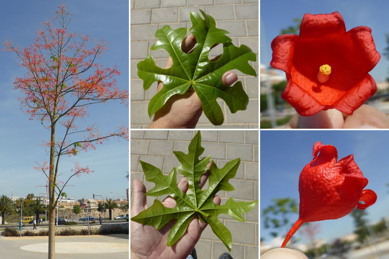 [Foto de planta, jardin, jardineria]