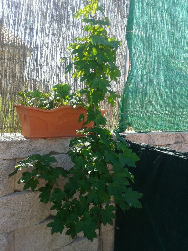 [Foto de planta, jardin, jardineria]