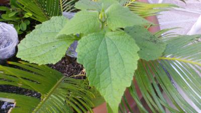 [Foto de planta, jardin, jardineria]