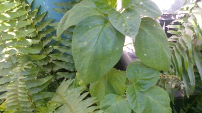 [Foto de planta, jardin, jardineria]