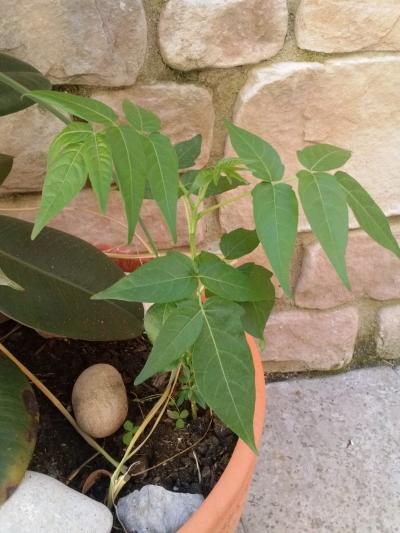 [Foto de planta, jardin, jardineria]