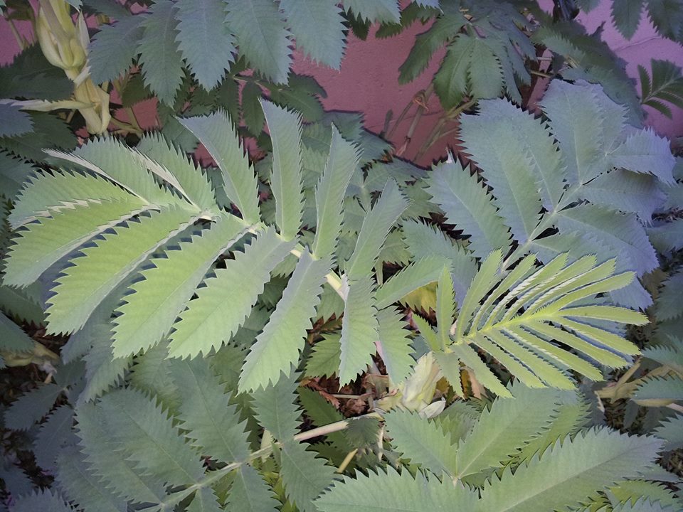 [Foto de planta, jardin, jardineria]