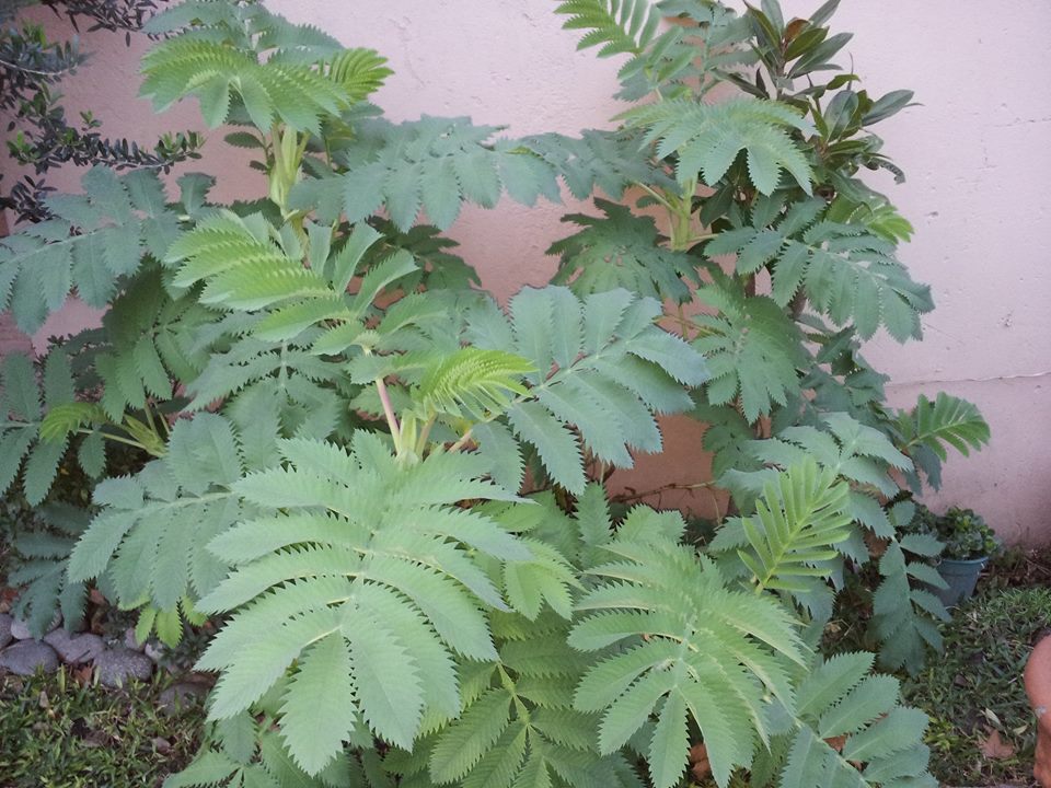 [Foto de planta, jardin, jardineria]