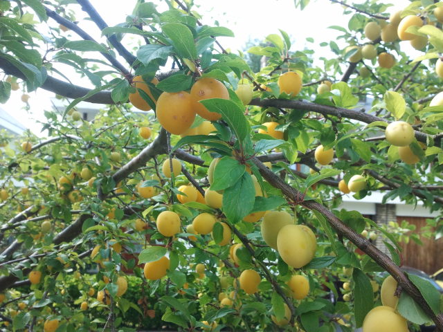 [Foto de planta, jardin, jardineria]