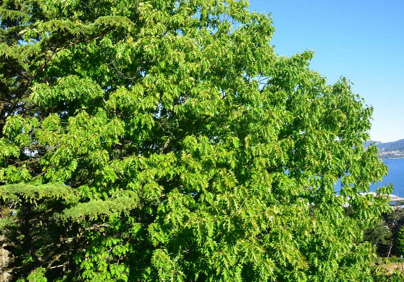 Plantas de Galicia