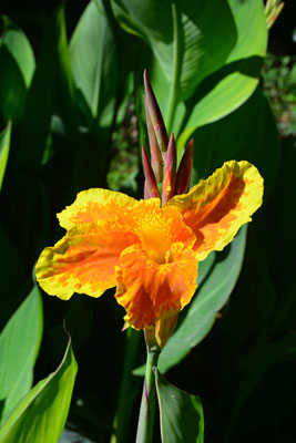 [Foto de planta, jardin, jardineria]