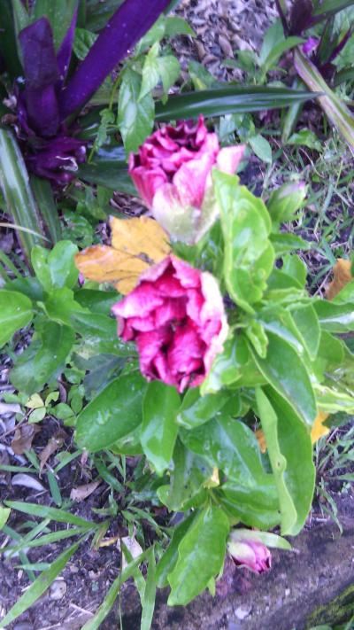 [Foto de planta, jardin, jardineria]