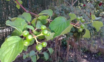 [Foto de planta, jardin, jardineria]