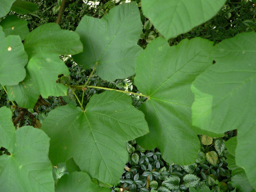 [Foto de planta, jardin, jardineria]