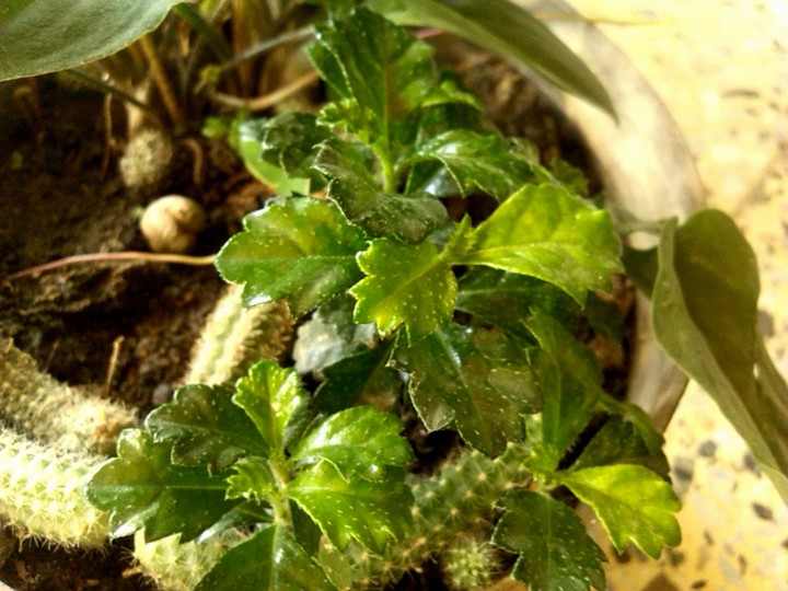 [Foto de planta, jardin, jardineria]