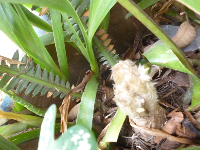 [Foto de planta, jardin, jardineria]