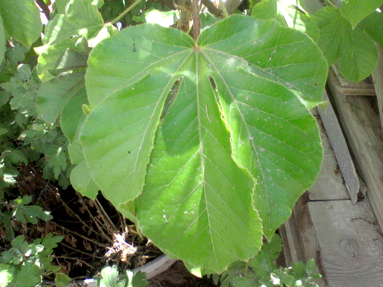 [Foto de planta, jardin, jardineria]