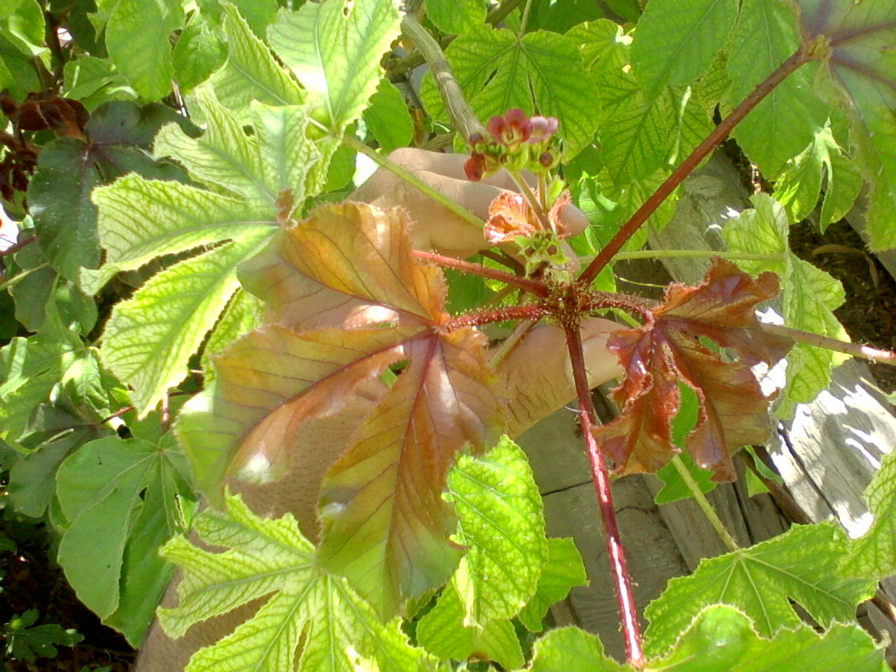 [Foto de planta, jardin, jardineria]