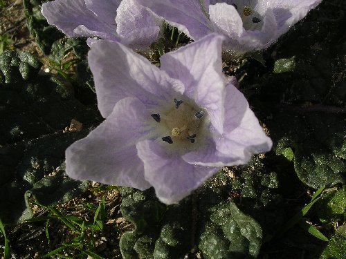 [Foto de planta, jardin, jardineria]