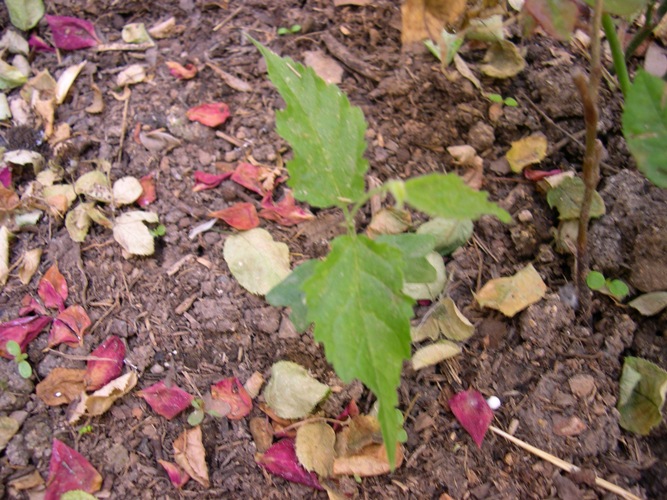 [Foto de planta, jardin, jardineria]