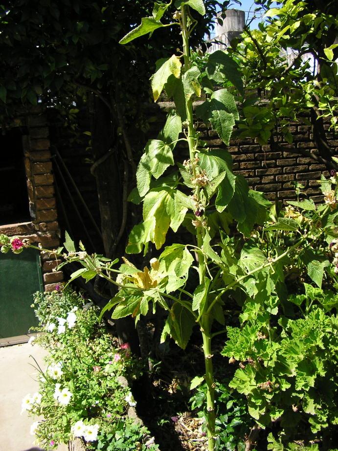 [Foto de planta, jardin, jardineria]