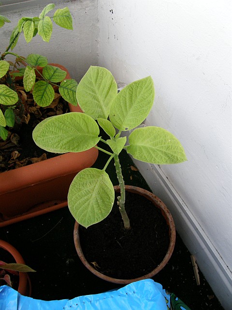 [Foto de planta, jardin, jardineria]