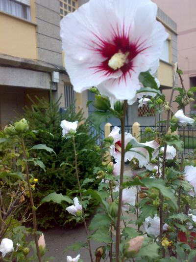 [Foto de planta, jardin, jardineria]