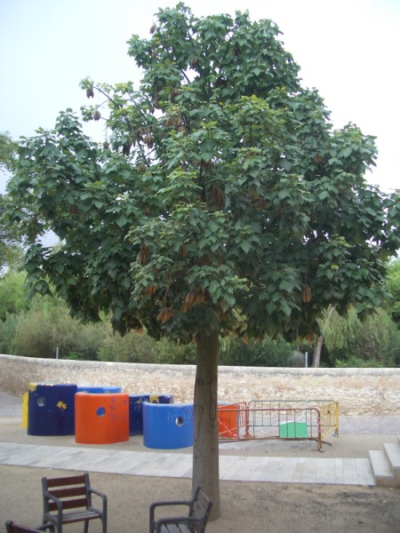 [Foto de planta, jardin, jardineria]