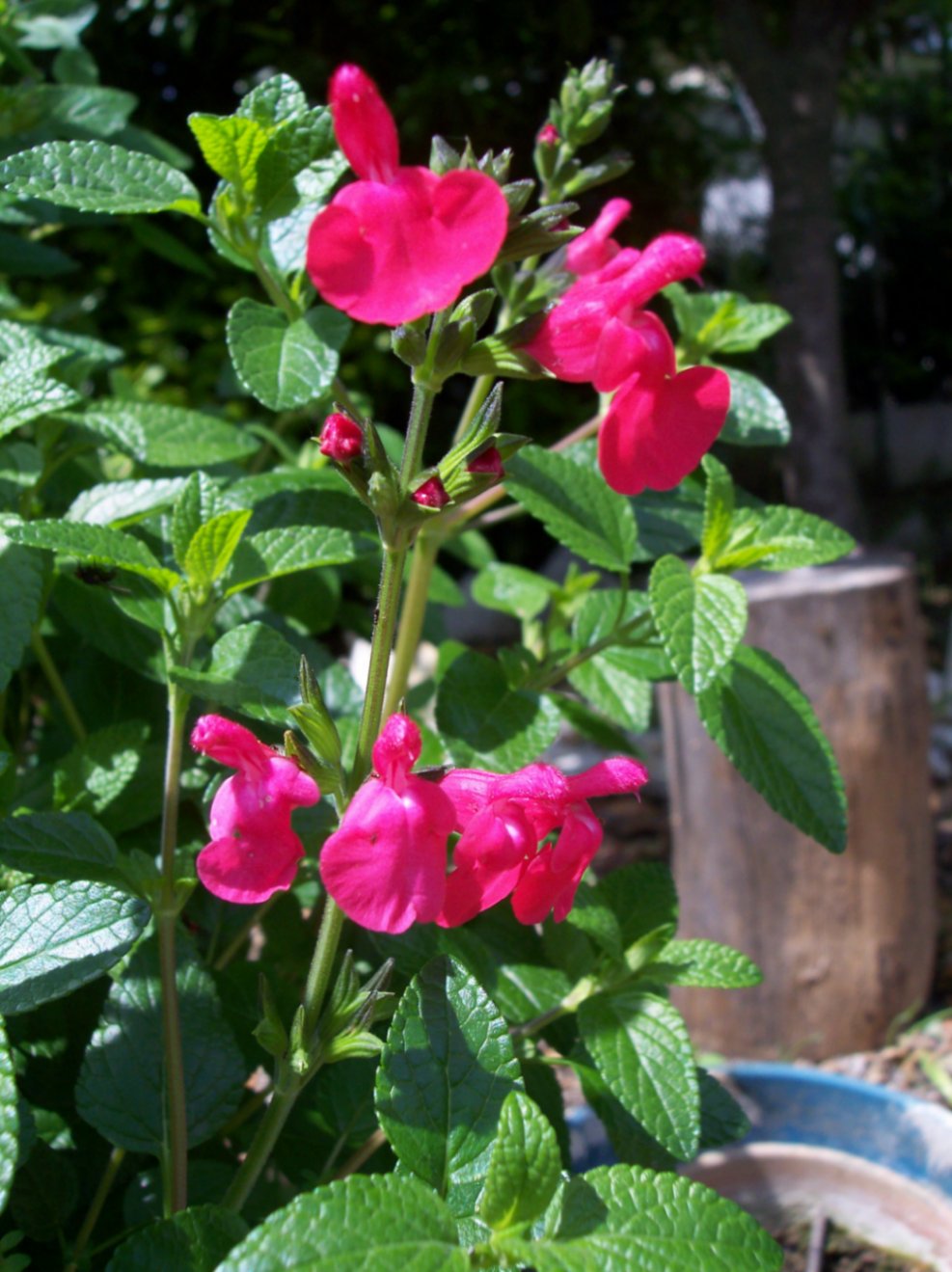 [Foto de planta, jardin, jardineria]