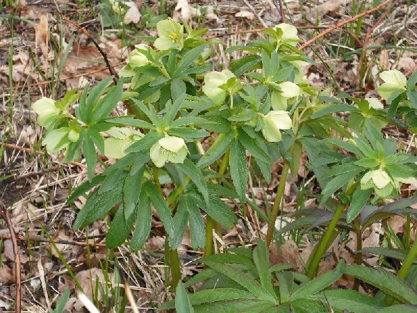 [Foto de planta, jardin, jardineria]