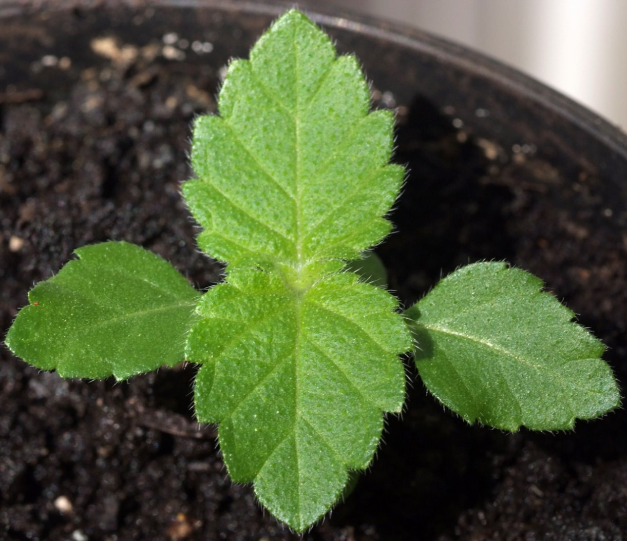 [Foto de planta, jardin, jardineria]