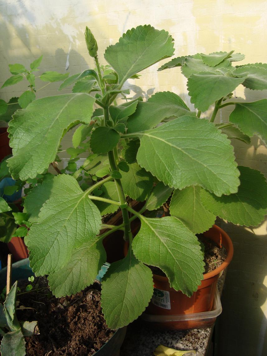 [Foto de planta, jardin, jardineria]