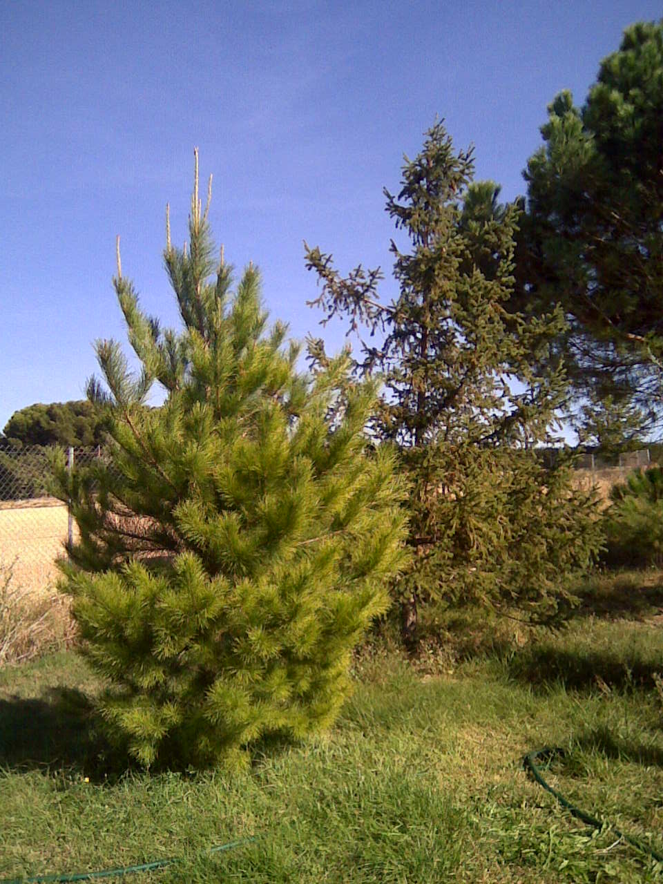 [Foto de planta, jardin, jardineria]