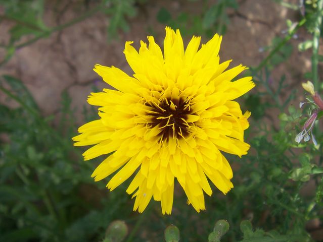 [Foto de planta, jardin, jardineria]