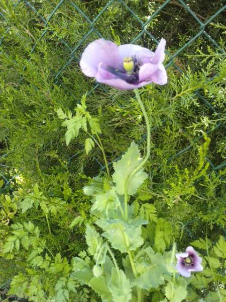 [Foto de planta, jardin, jardineria]