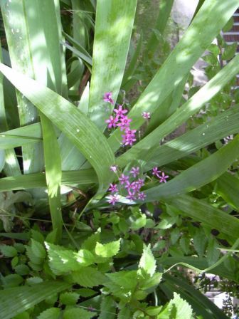 [Foto de planta, jardin, jardineria]