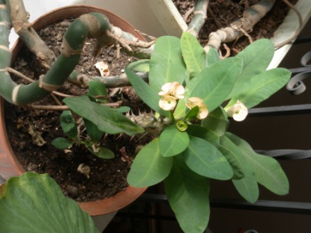 [Foto de planta, jardin, jardineria]