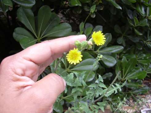 [Foto de planta, jardin, jardineria]