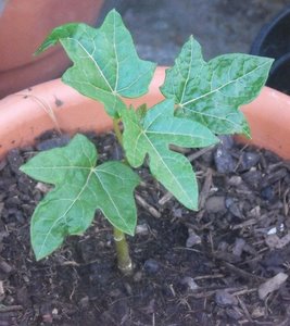 [Foto de planta, jardin, jardineria]