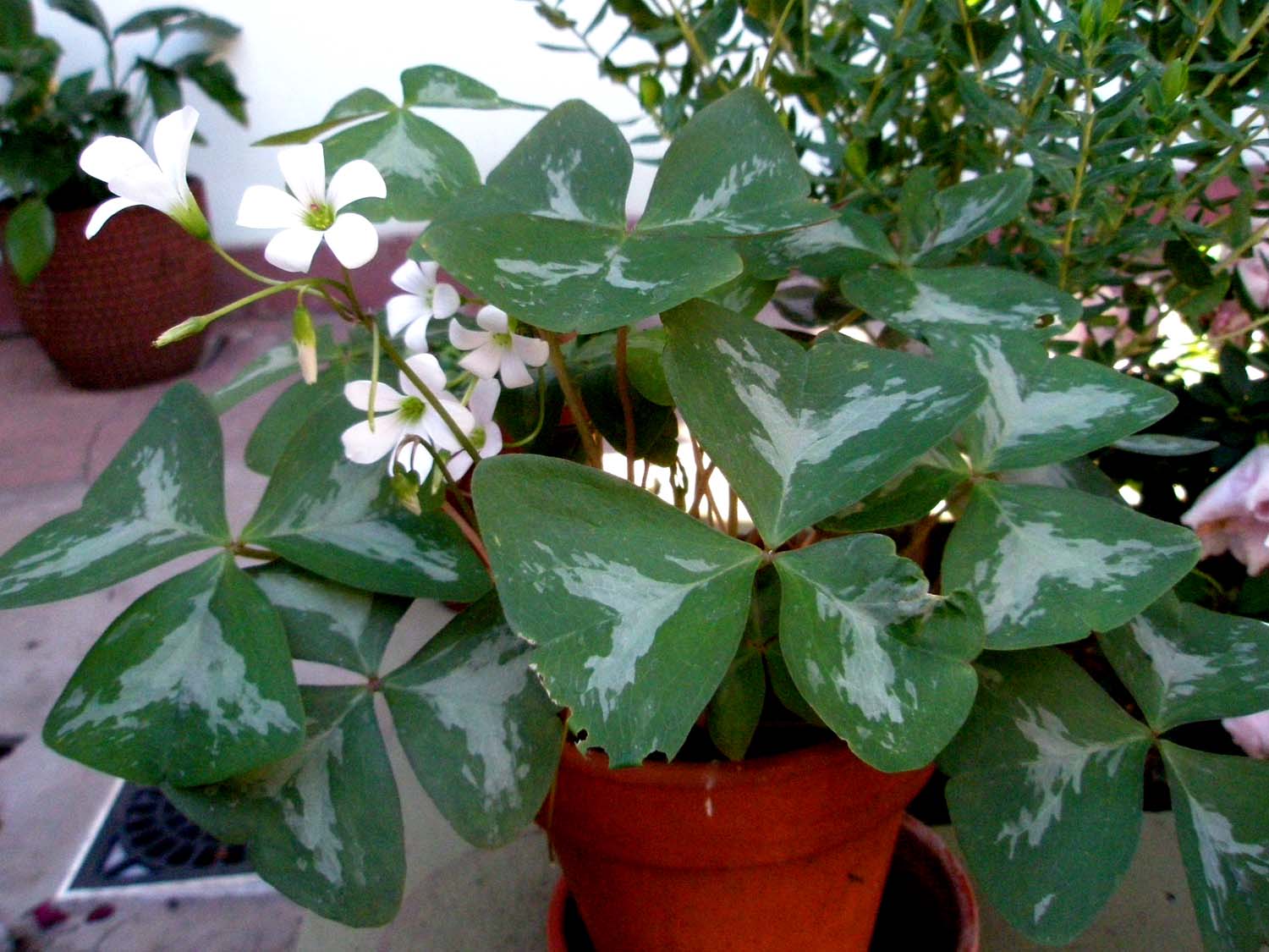 [Foto de planta, jardin, jardineria]