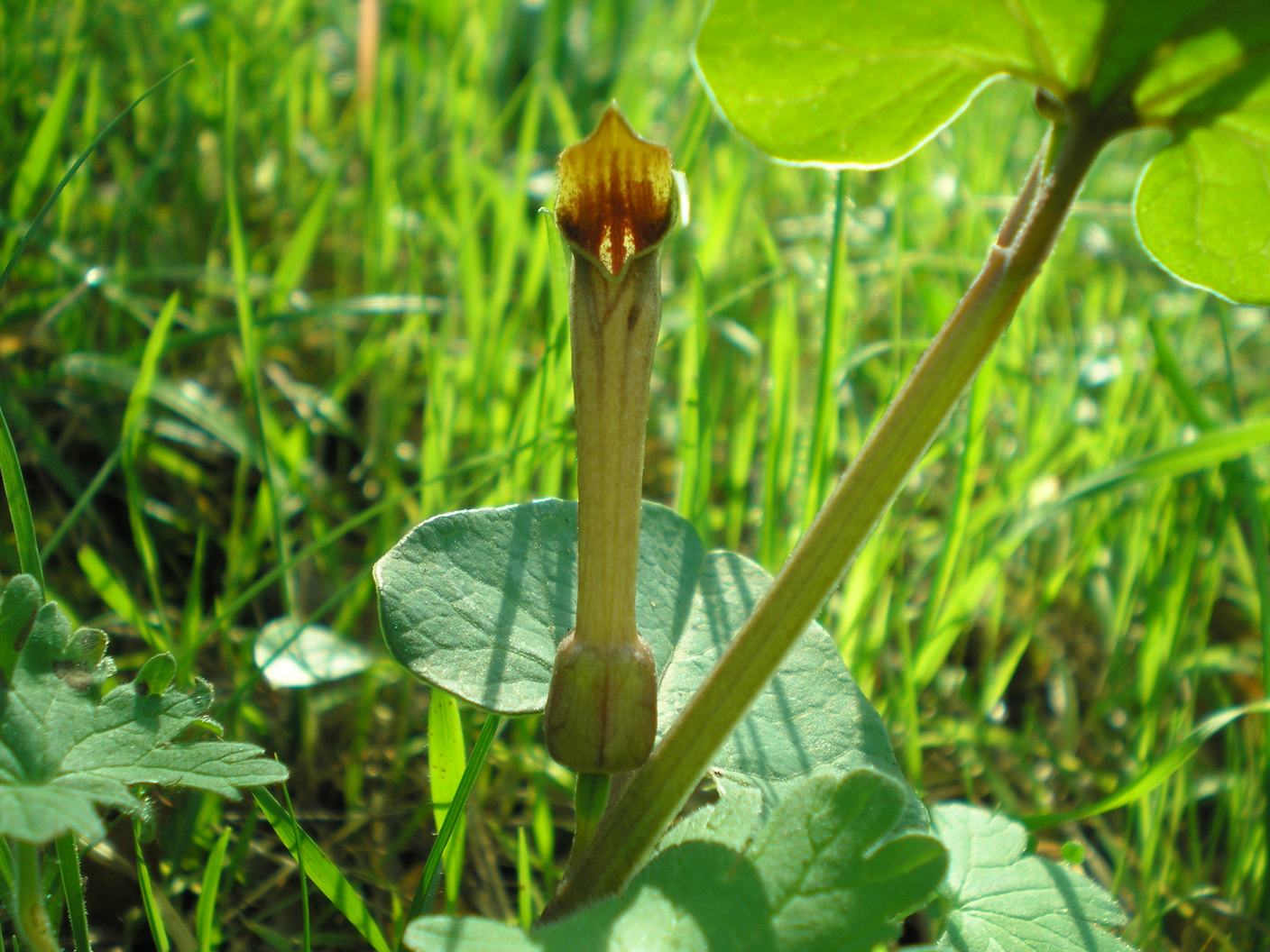 [Foto de planta, jardin, jardineria]