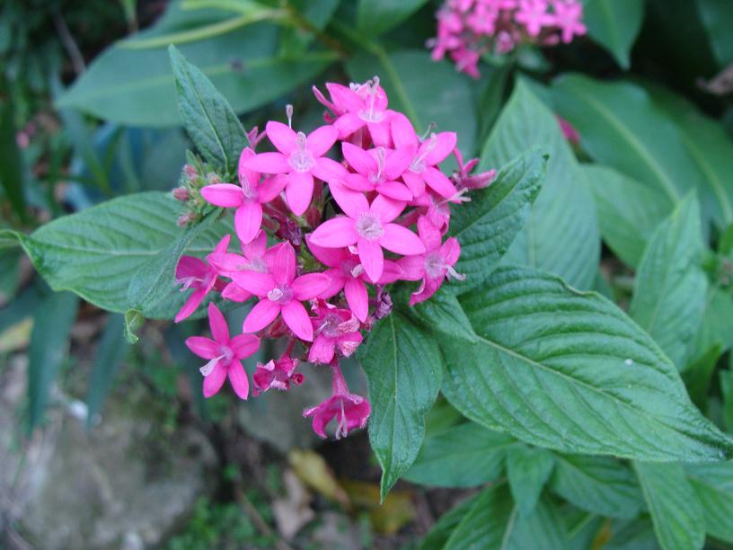 [Foto de planta, jardin, jardineria]