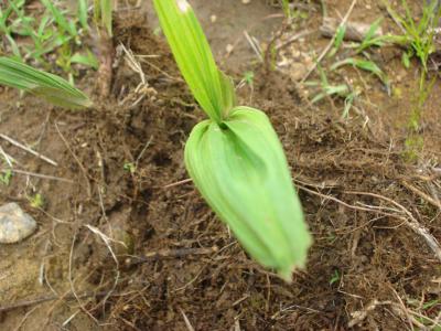 [Foto de planta, jardin, jardineria]