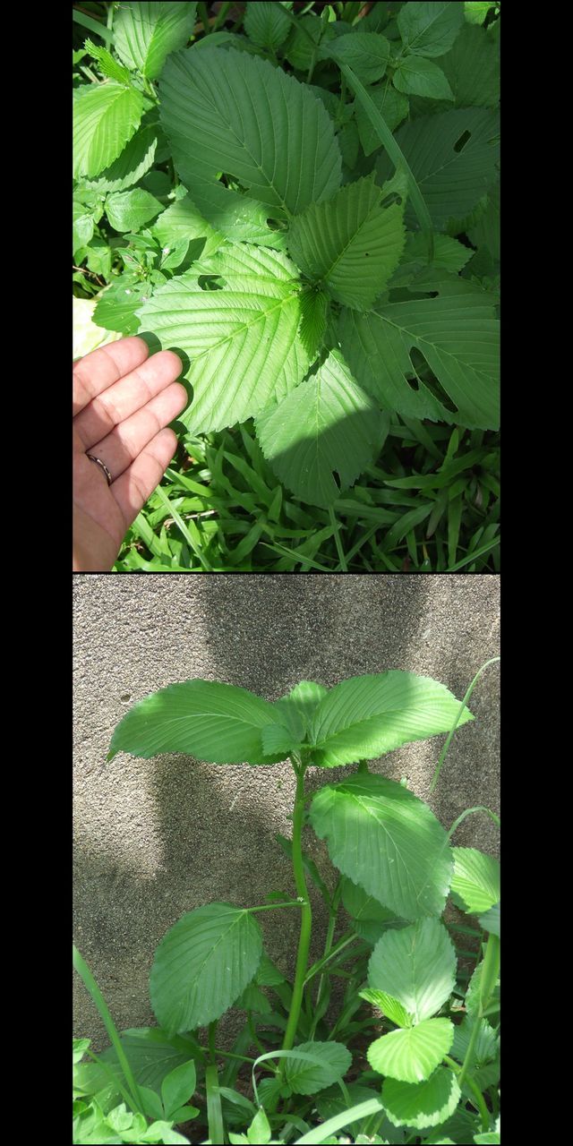 [Foto de planta, jardin, jardineria]