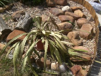 [Foto de planta, jardin, jardineria]