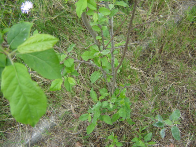 [Foto de planta, jardin, jardineria]