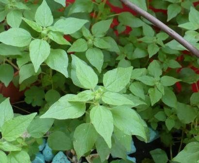 [Foto de planta, jardin, jardineria]